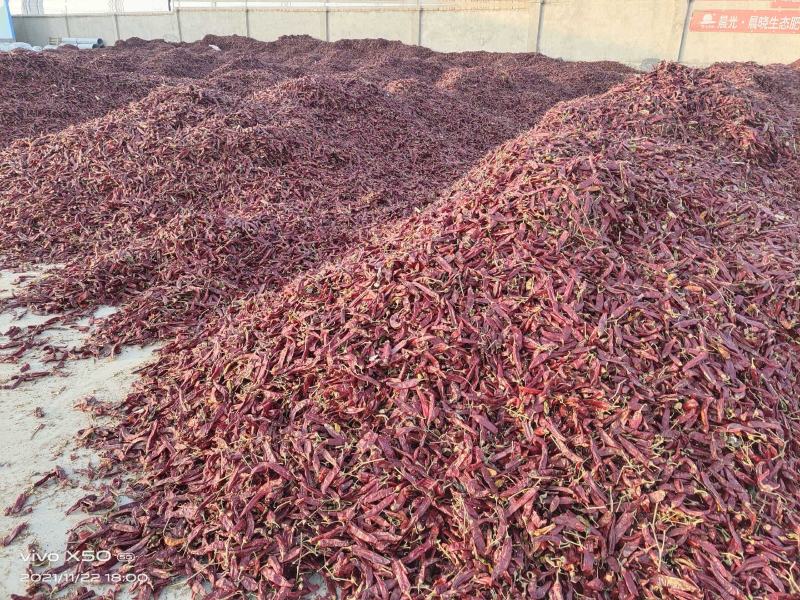 新疆农户一手通货红龙23，量大质优，承接代加工代收代发