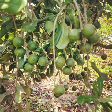 澳洲坚果