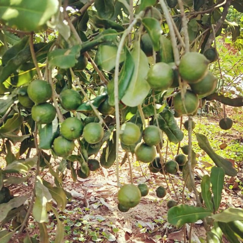 澳洲坚果
