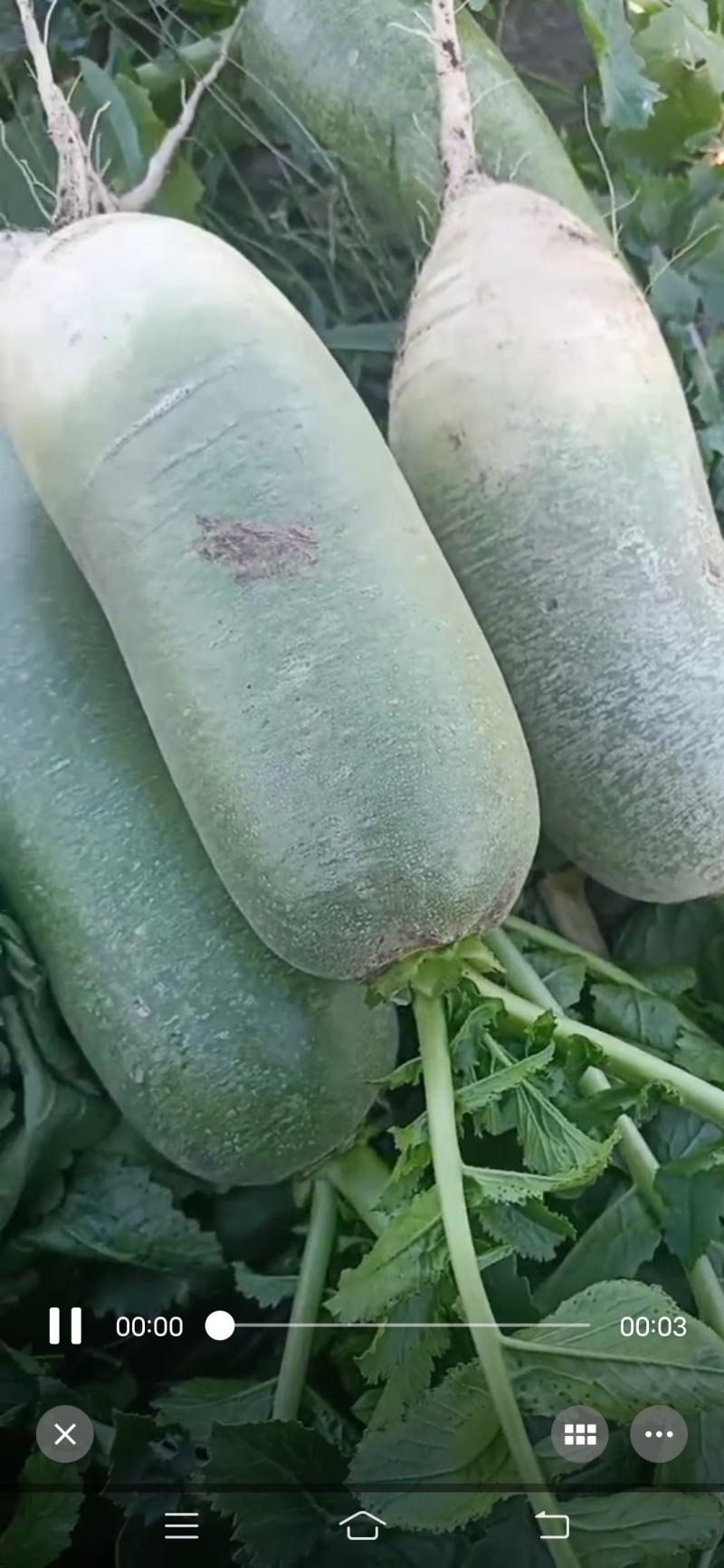 东北，红萝卜，心里美绿萝卜要的联系我