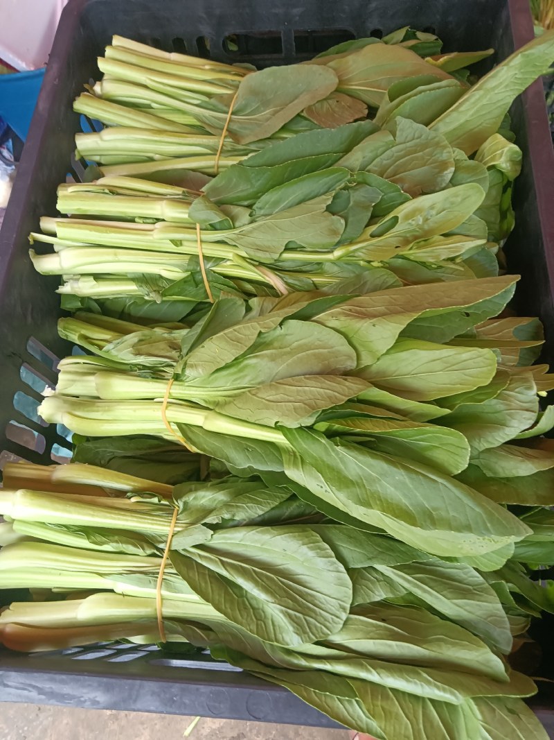 白菜苔
