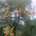 乌桕