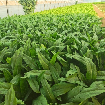 大棚现割油麦菜