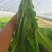 大棚现割油麦菜