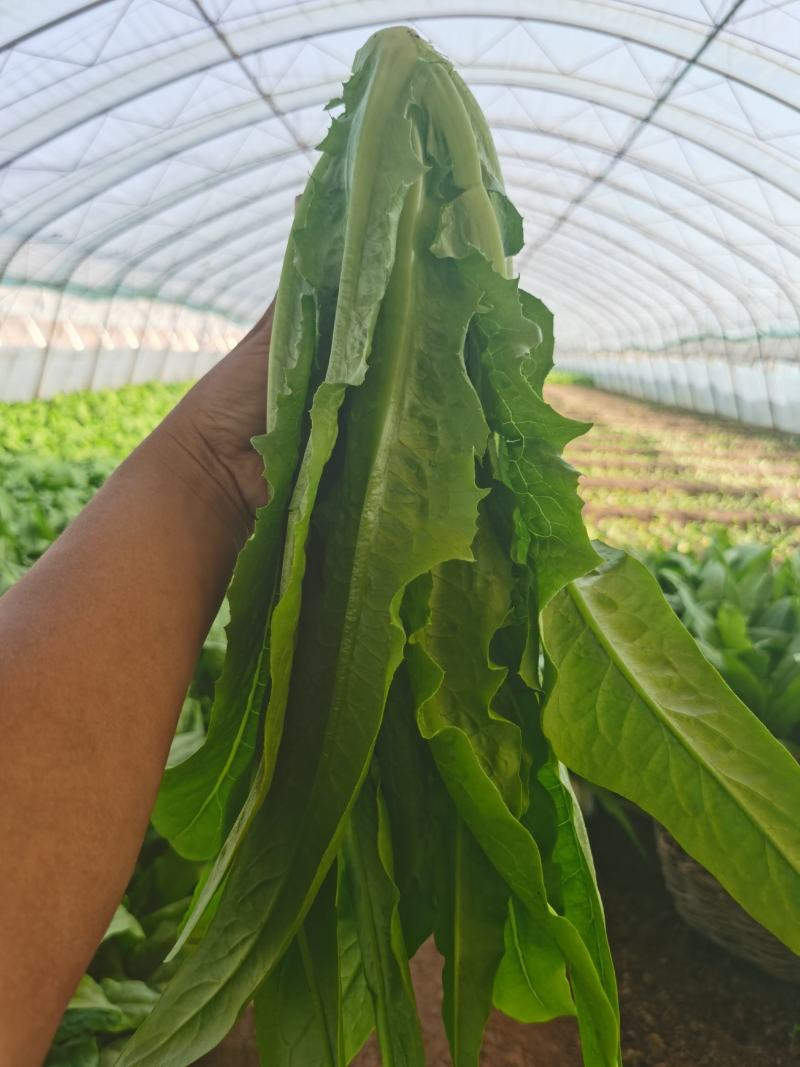 大棚现割油麦菜