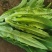 大棚现割油麦菜