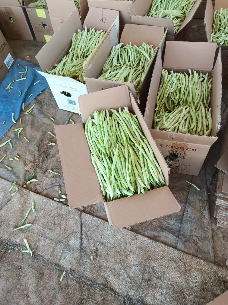 精品白无丝豆豆王