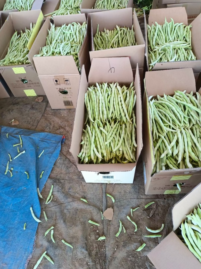 精品白无丝豆豆王
