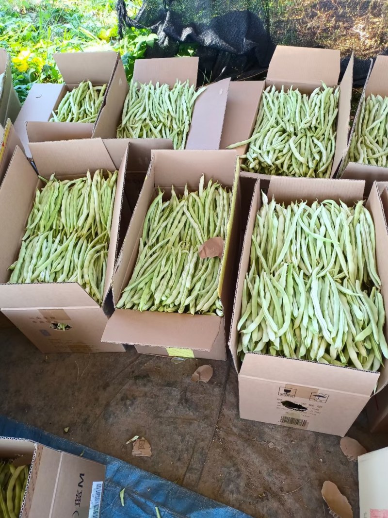 精品白无丝豆豆王