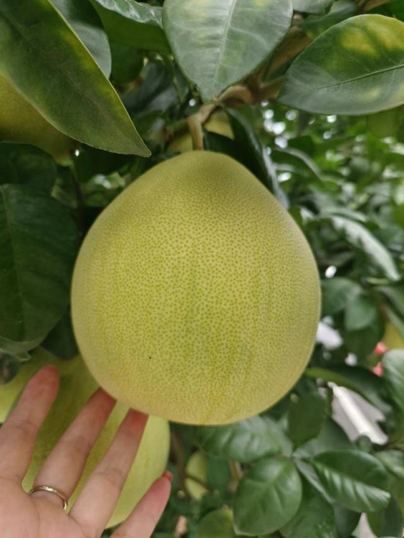 《蜜柚》三红柚白心柚基地对接电商商超团购平台诚信代办