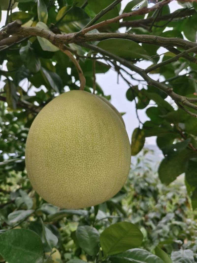 《蜜柚》三红柚白心柚基地对接电商商超团购平台诚信代办