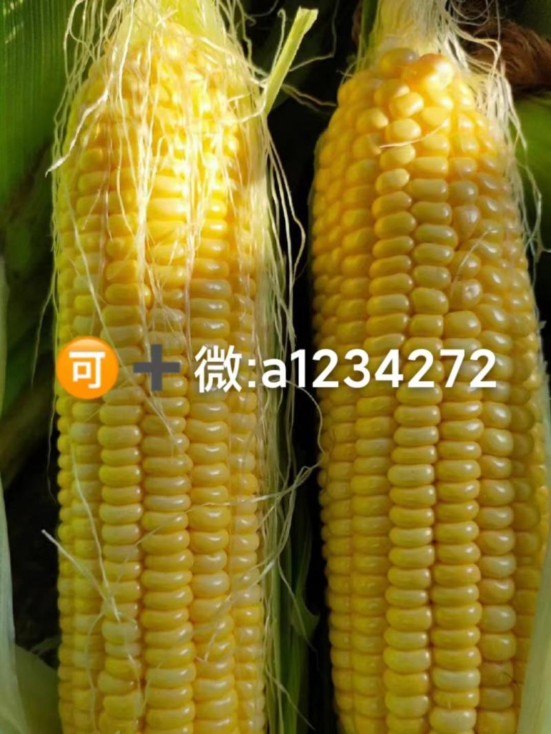 玉米