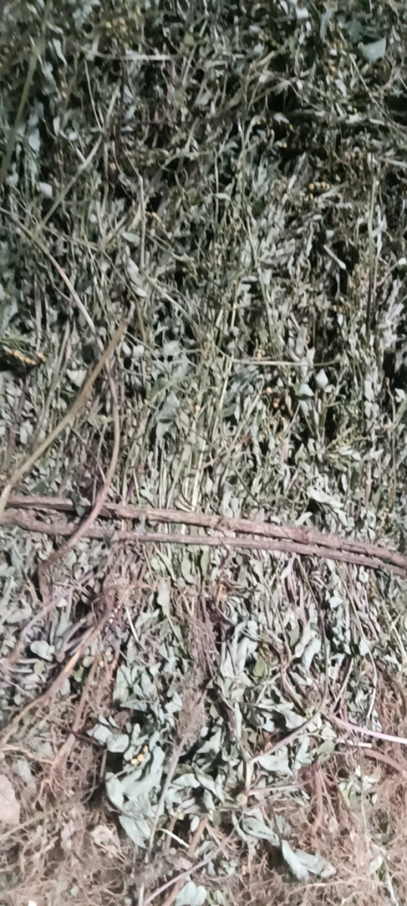 叶下珠，珍珠草，小田草，含羞草今年新货产新水洗干货