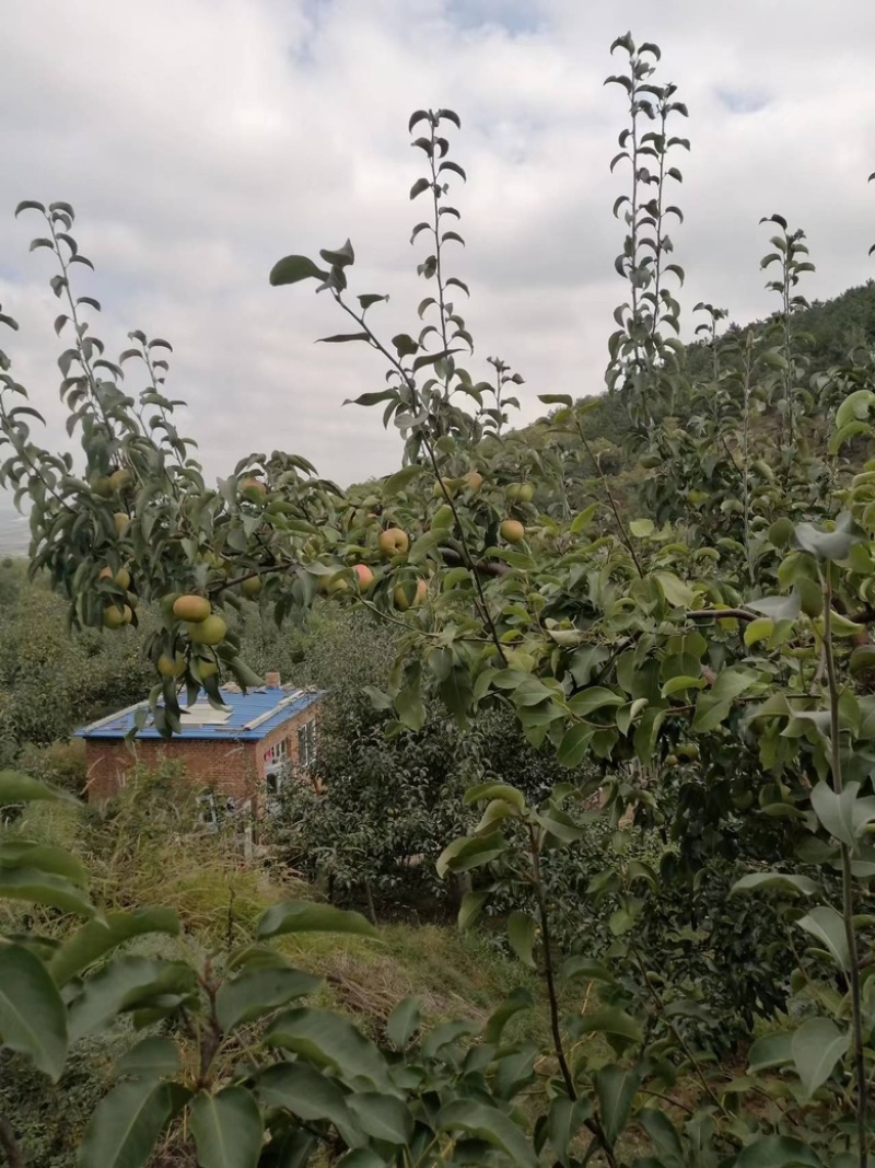 苹果梨
