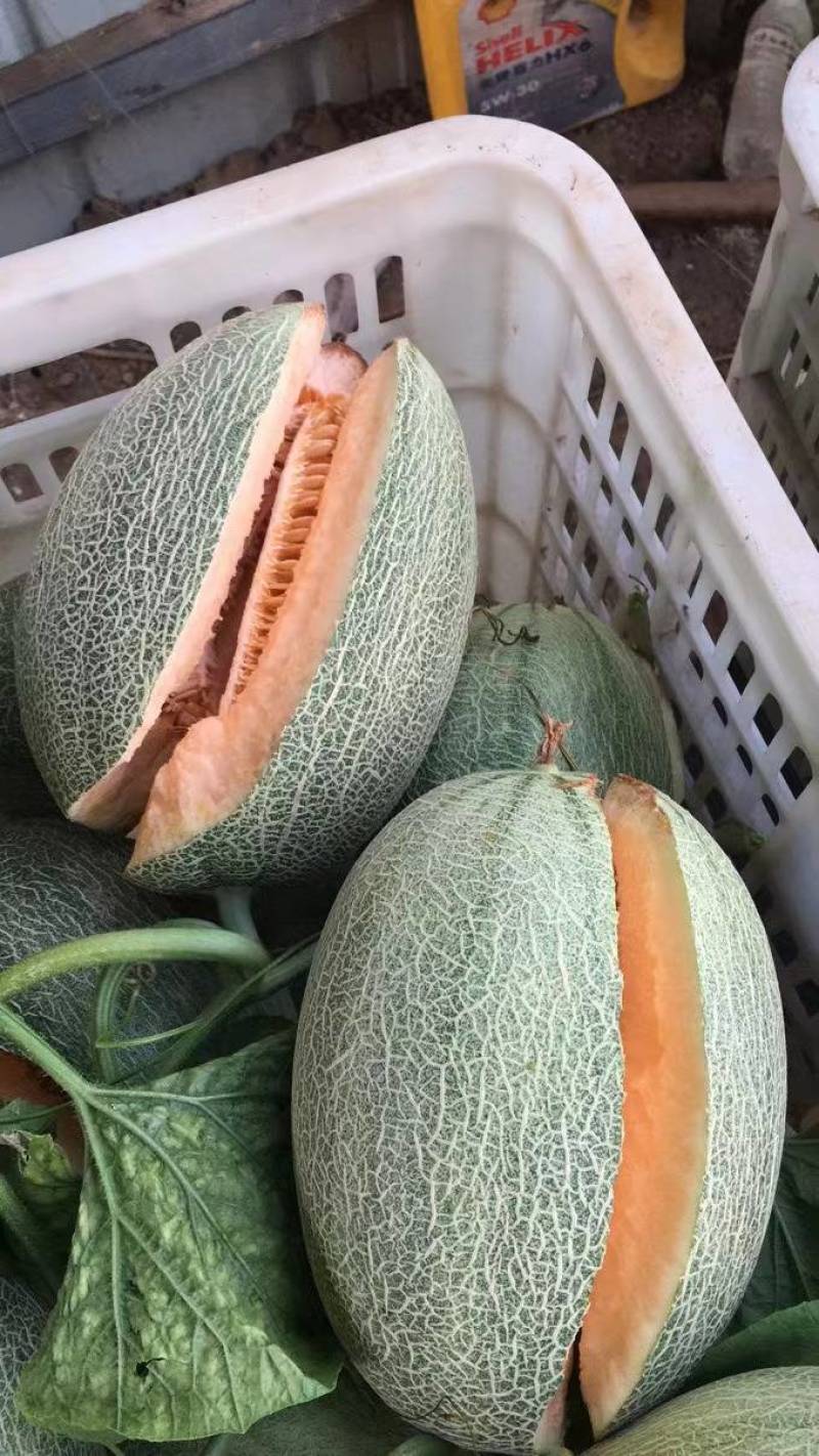哈密瓜三斤以上口感好皮薄肉多多糖多汁水果中级品