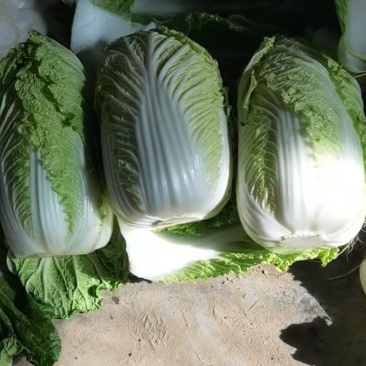 赤峰精品娃娃菜马上开始，