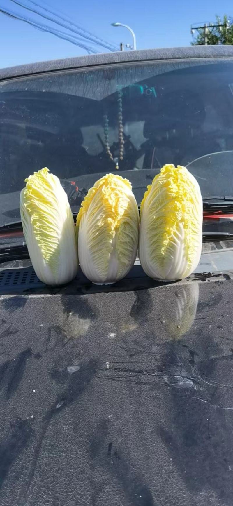 赤峰精品娃娃菜马上开始，