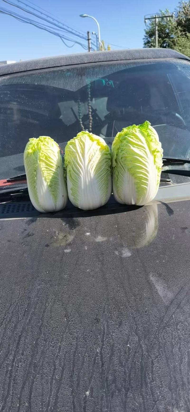 赤峰精品娃娃菜马上开始，