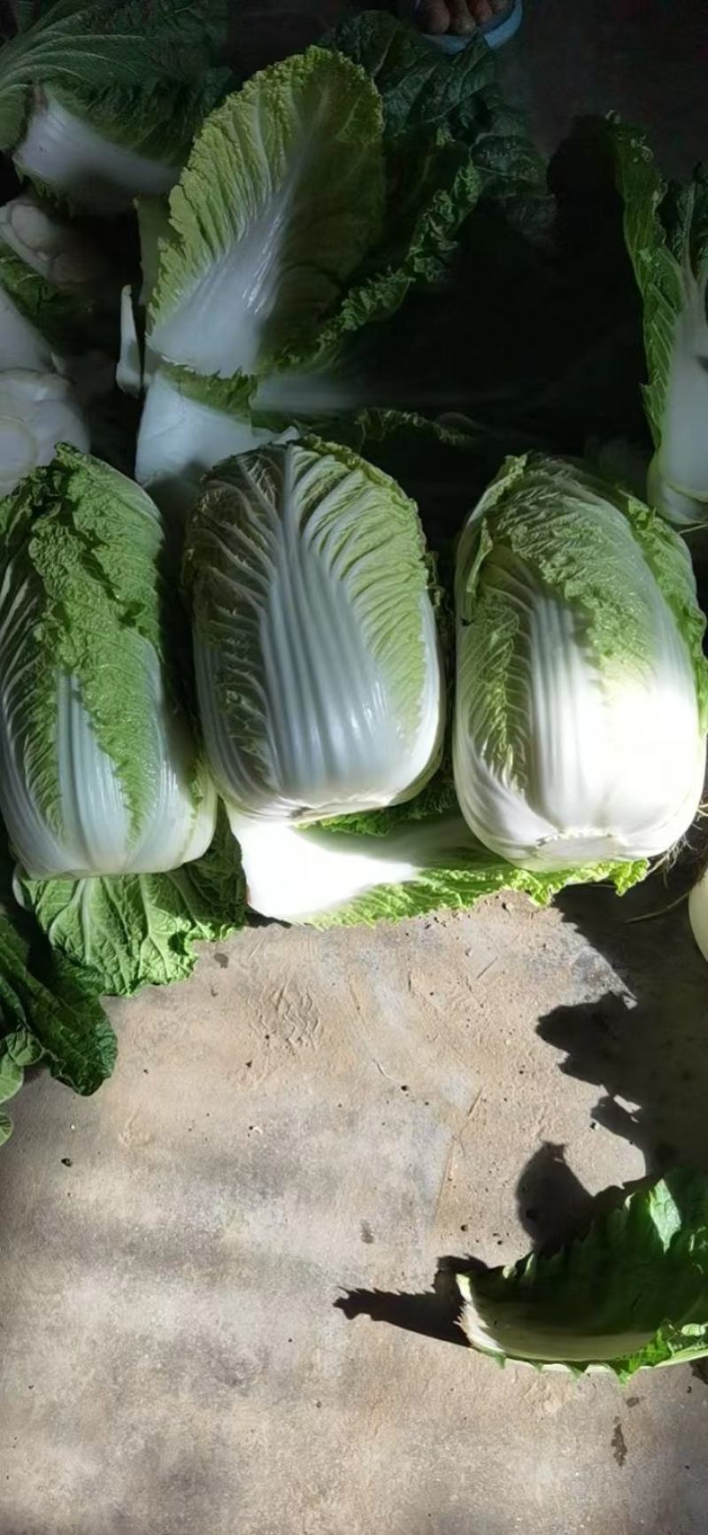 赤峰精品娃娃菜马上开始，