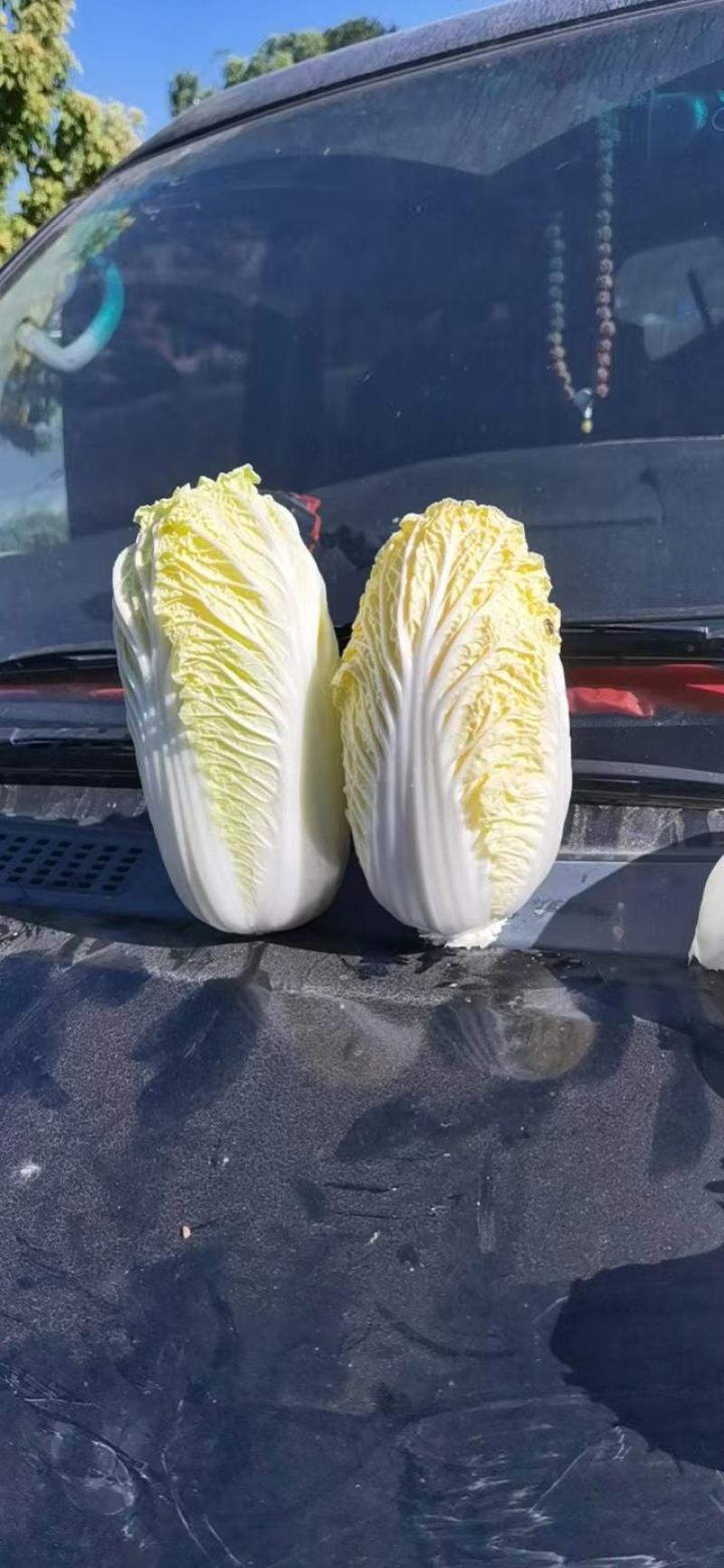 赤峰精品娃娃菜马上开始，