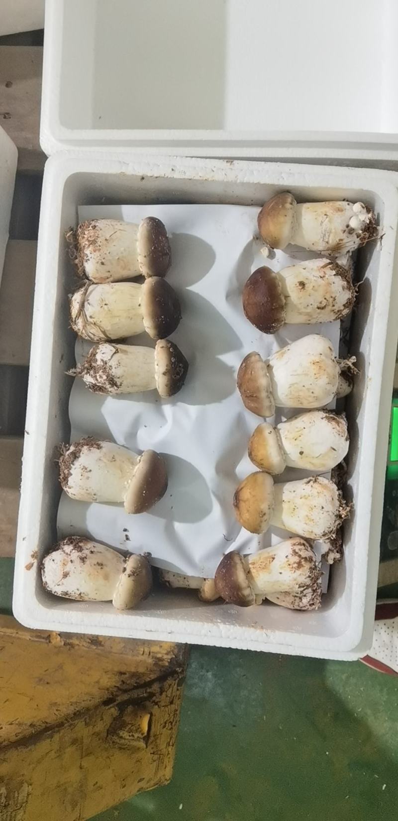 大连庄河大球盖（赤松茸）一二三级
