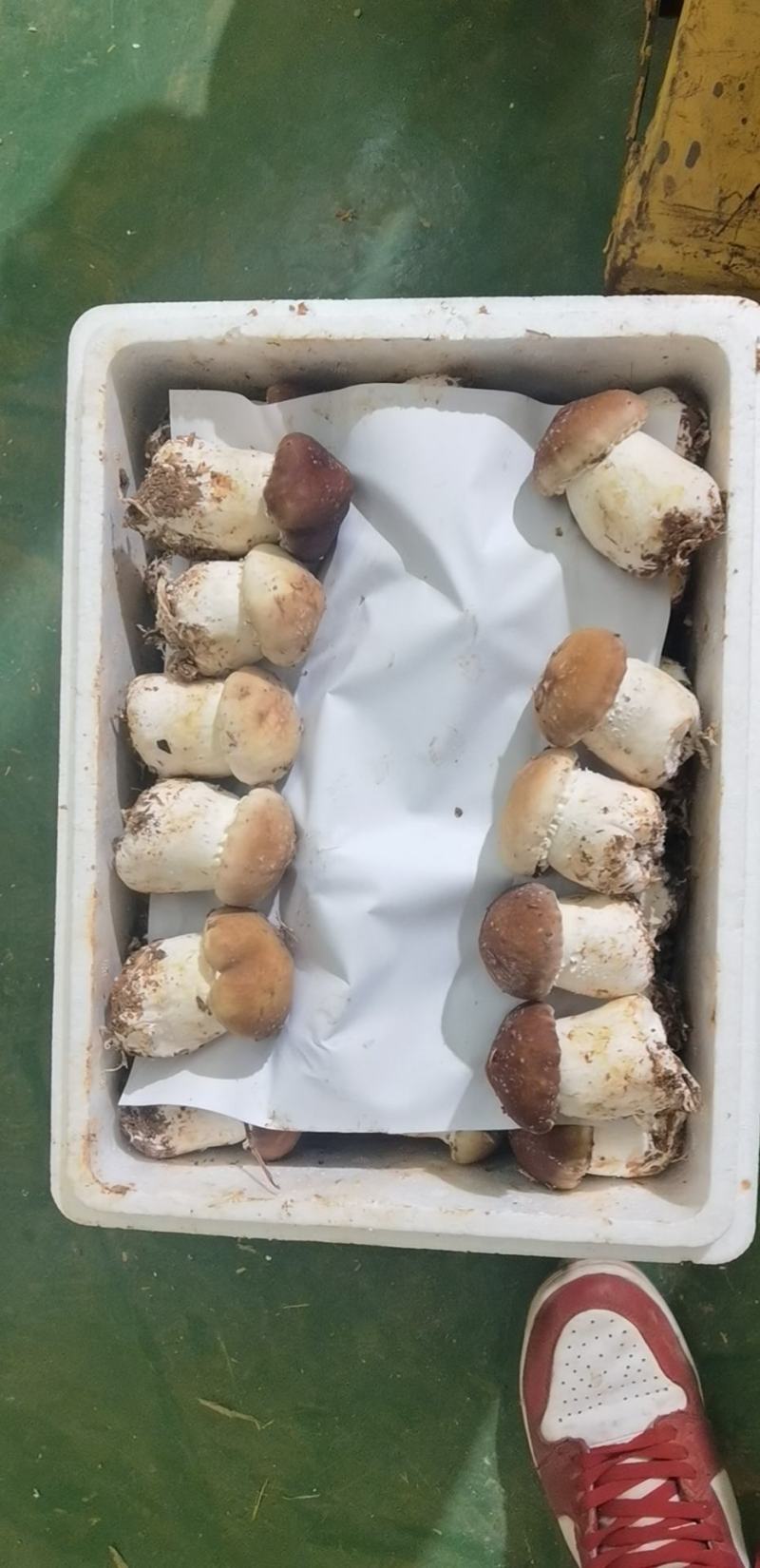 大连庄河大球盖（赤松茸）一二三级