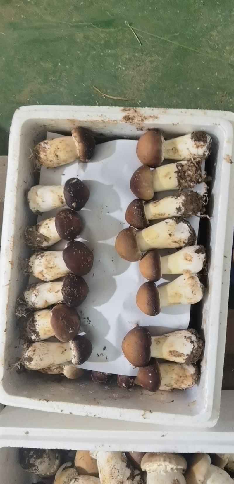 大连庄河大球盖（赤松茸）一二三级