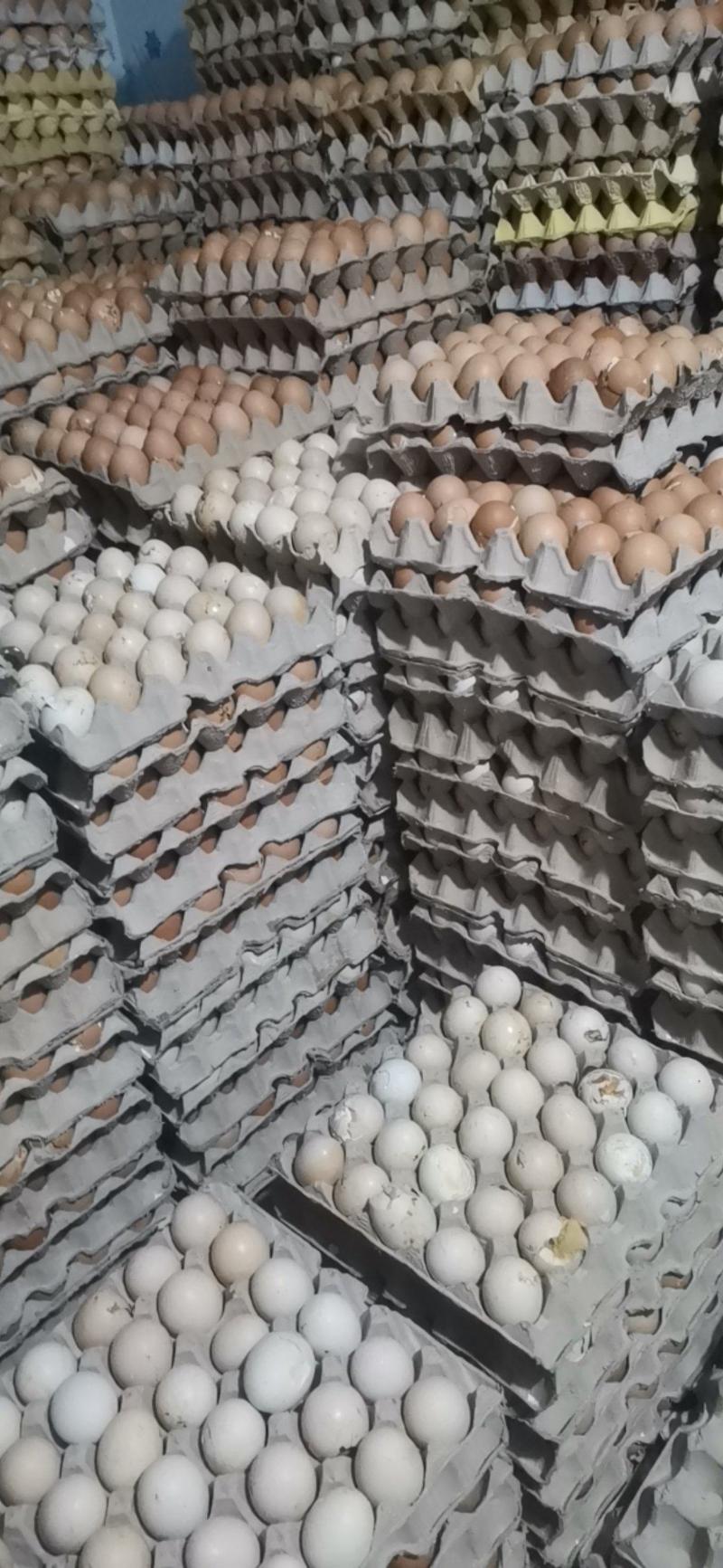 通货毛鸡蛋大量有货，从事行业多年，欢迎选购