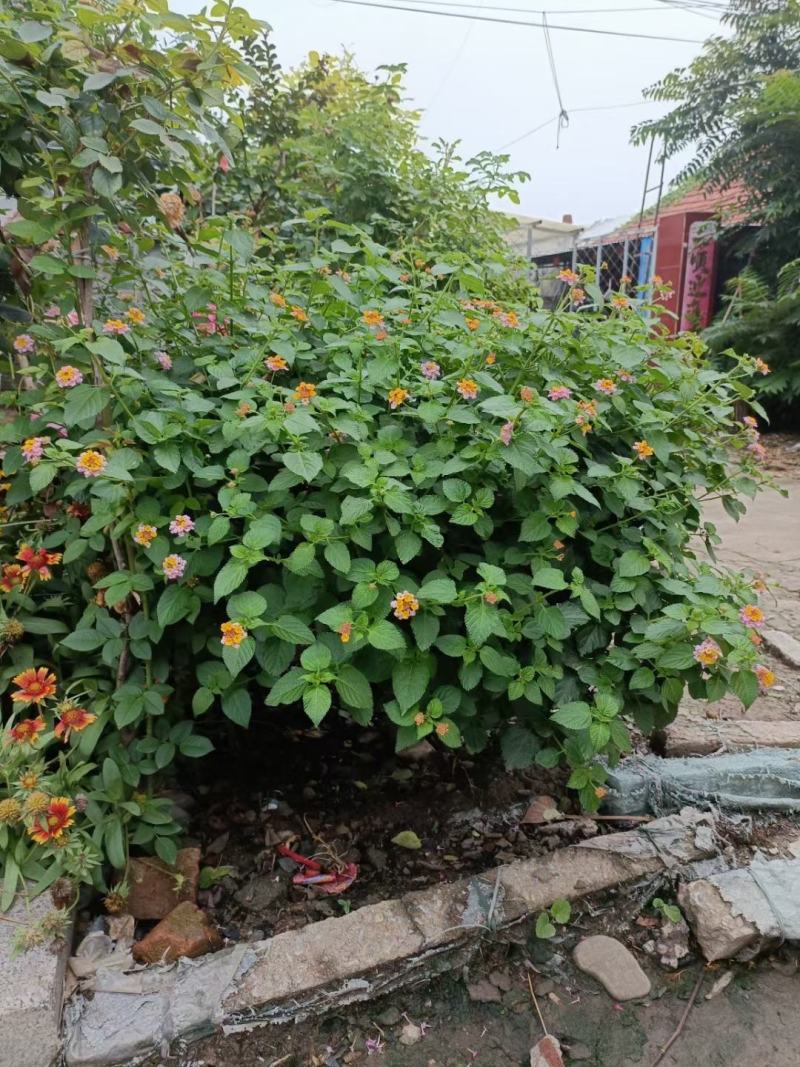五色梅，自家苗圃培育，苗圃直发，欢迎来电