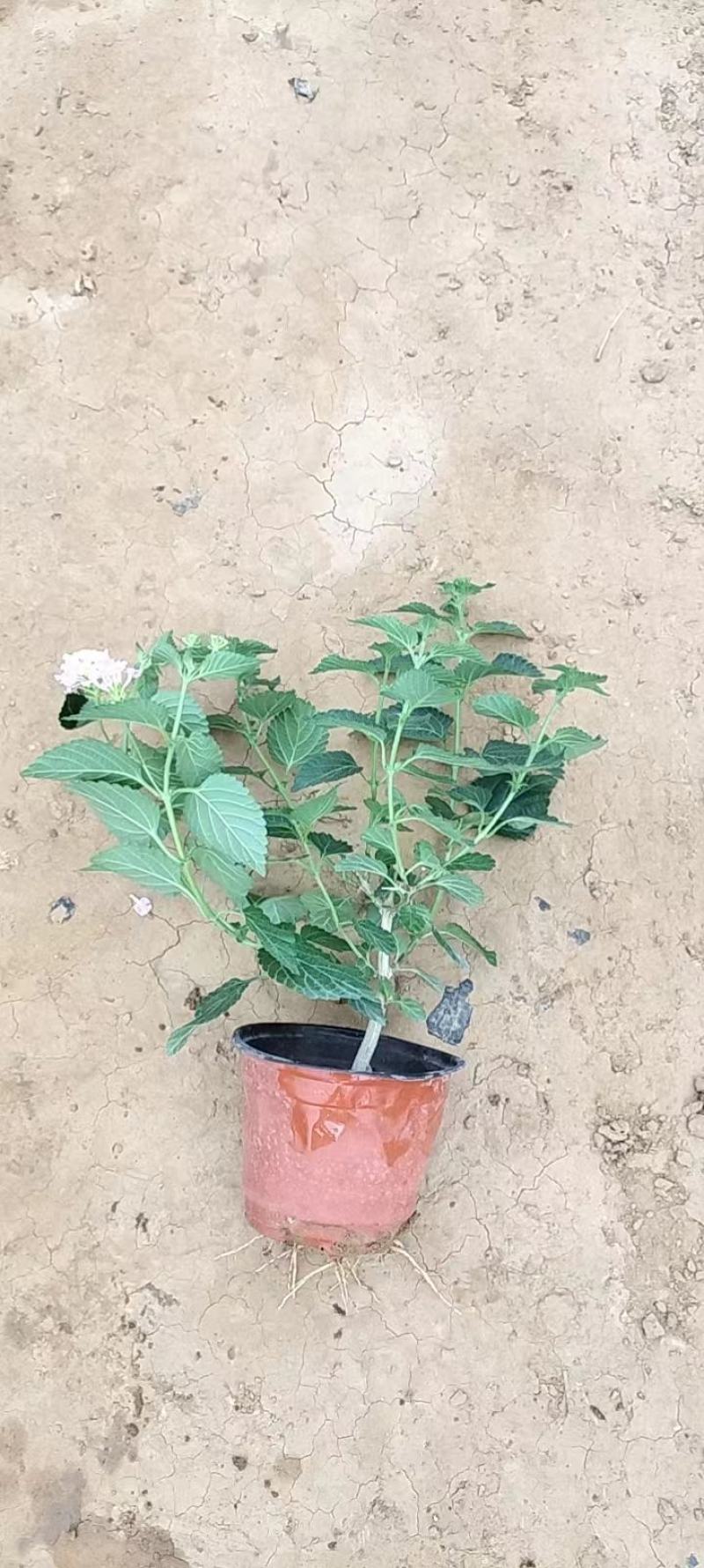 五色梅，自家苗圃培育，苗圃直发，欢迎来电
