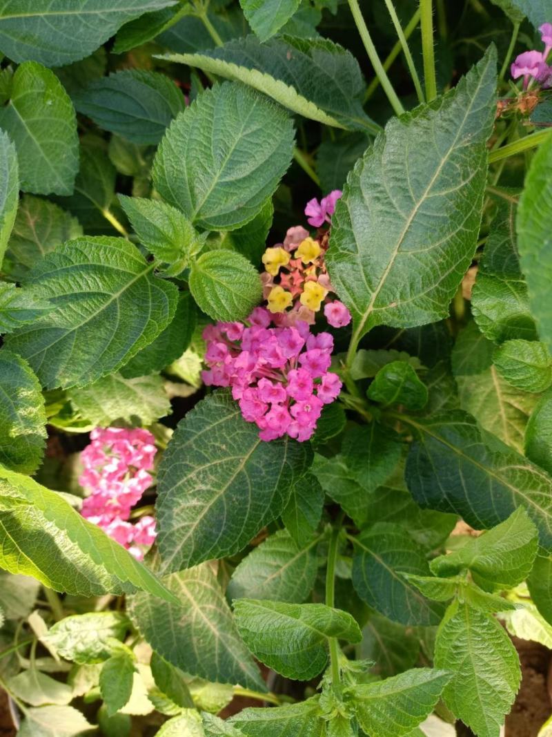 五色梅，自家苗圃培育，苗圃直发，欢迎来电