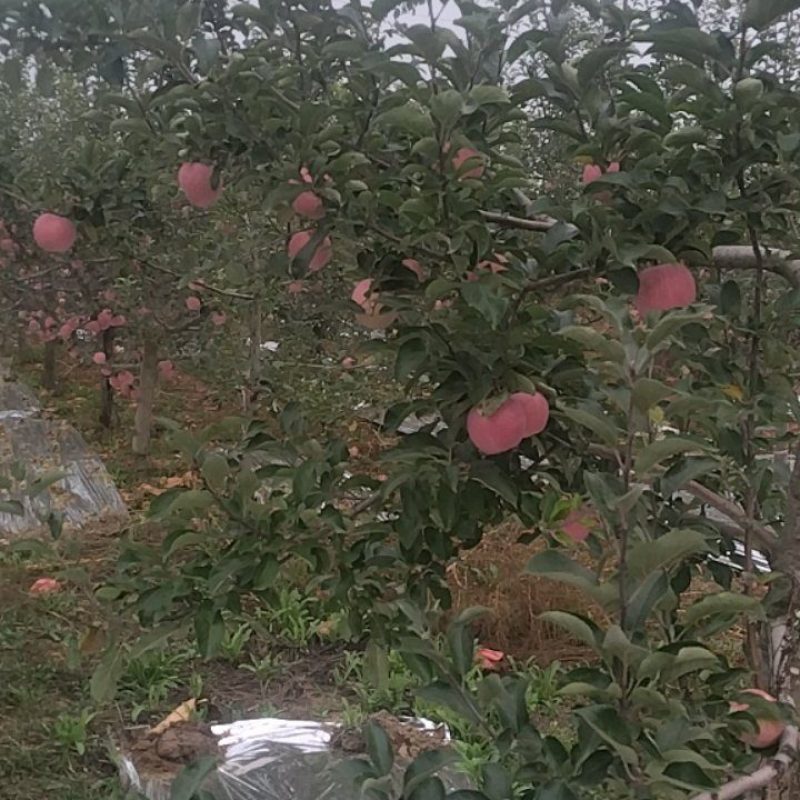 红富士苹果红了