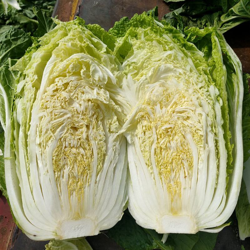 宁夏银川黄心白菜大量上市，随时发货！量大