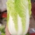 【推荐】娃娃菜，酒泉，大量上市，价格低，质量高欢迎合作