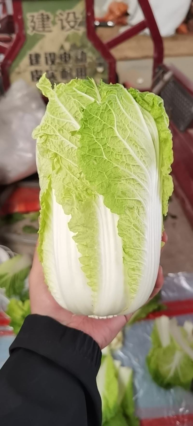【推荐】娃娃菜，酒泉，大量上市，价格低，质量高欢迎合作