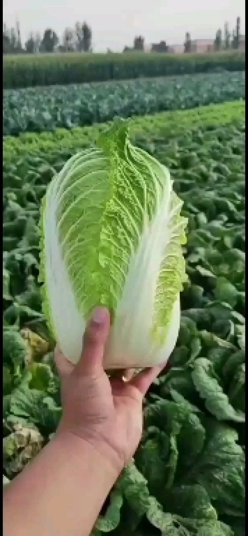 【推荐】娃娃菜，酒泉，大量上市，价格低，质量高欢迎合作