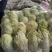 【推荐】娃娃菜，酒泉，大量上市，价格低，质量高欢迎合作