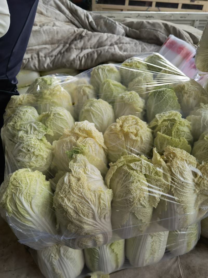 【推荐】娃娃菜，酒泉，大量上市，价格低，质量高欢迎合作