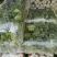 【推荐】娃娃菜，酒泉，大量上市，价格低，质量高欢迎合作
