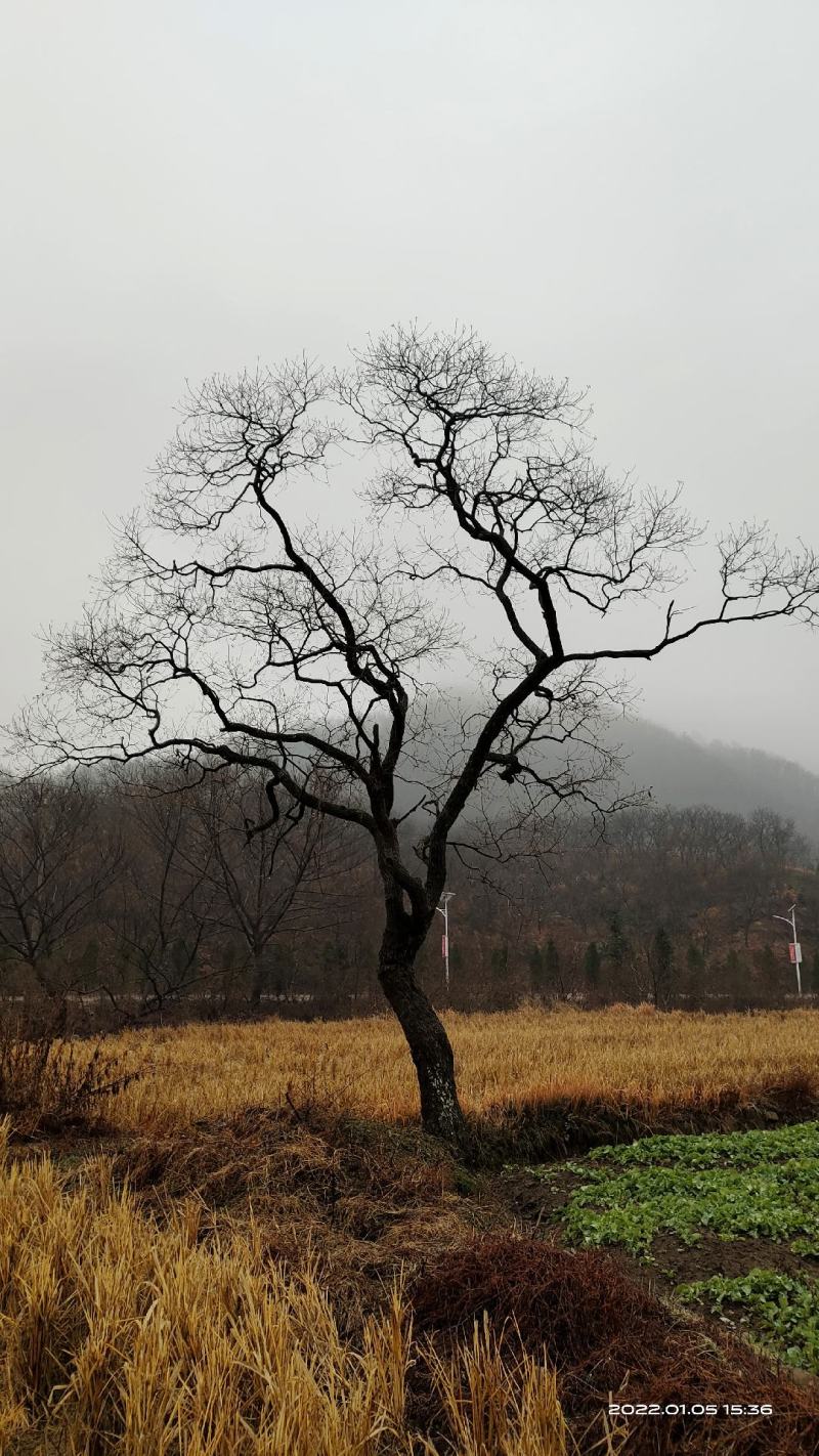 乌桕，飘逸乌桕树各种规格常年大量现货销售。