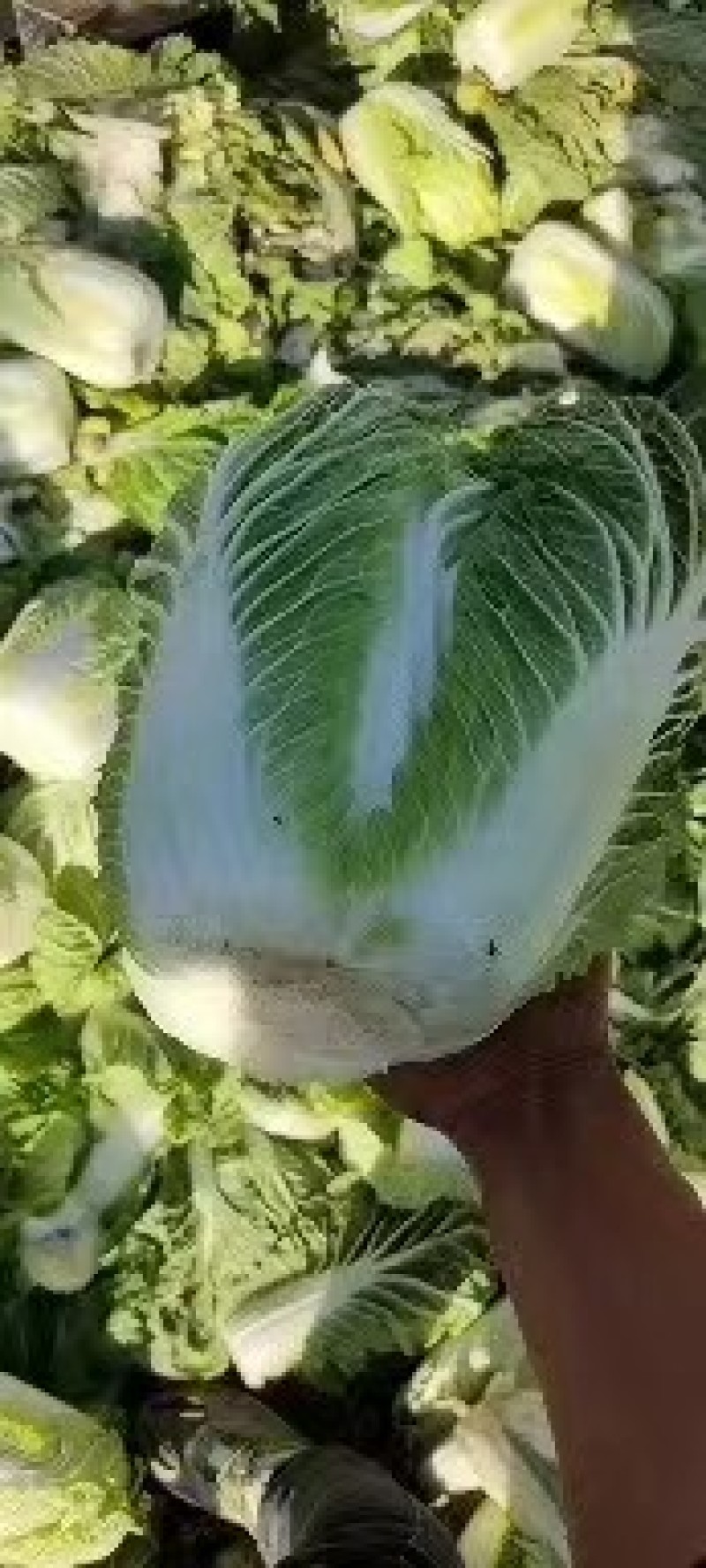 大白菜。甘肃大白菜价格便宜需要的老板联系