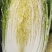 大白菜。甘肃大白菜价格便宜需要的老板联系