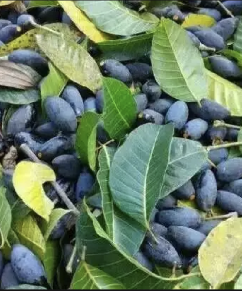 百年老树乌榄，油乌榄，产地直发第一手货源，有市场的联系。