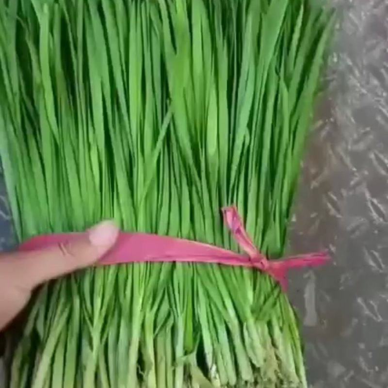 精品韭菜大量有货，有需要的联系我。