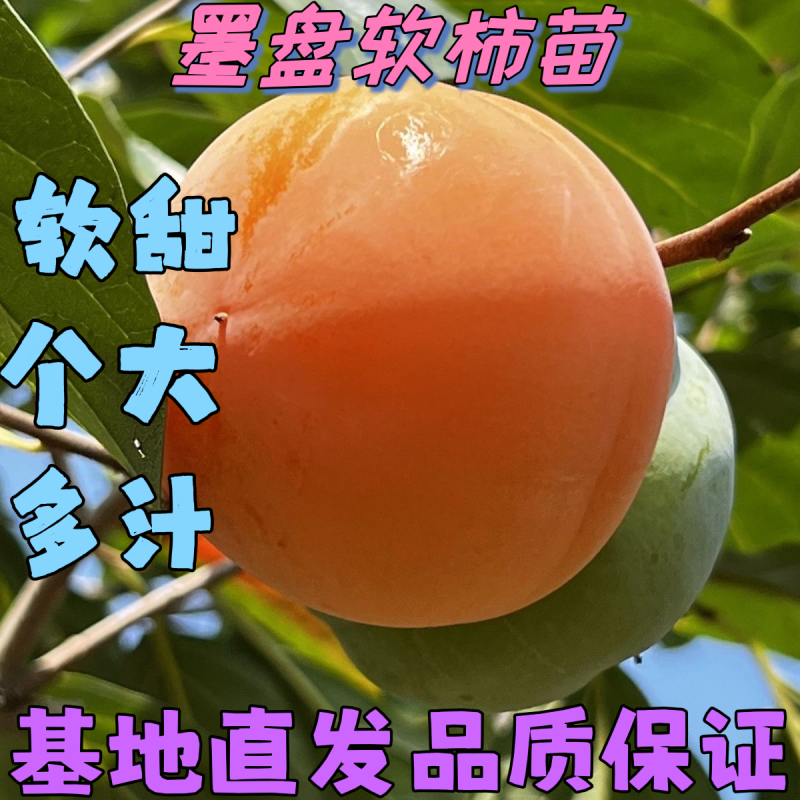 墨盘柿子苗果个大口感软糯多汁基地直销品质保证包邮
