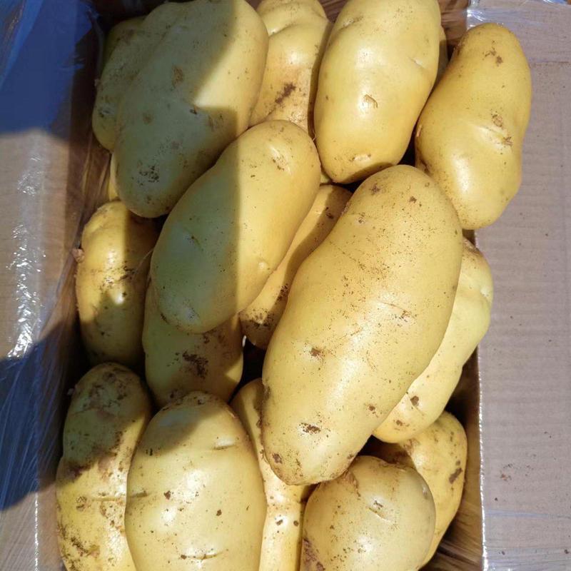山东肥城平阴小棚荷兰十五土豆大量供应质量好，