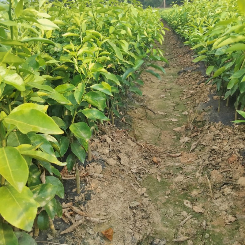 新品种爱莎(华美1号)柑橘苗，十月份成熟，可视频挖苗