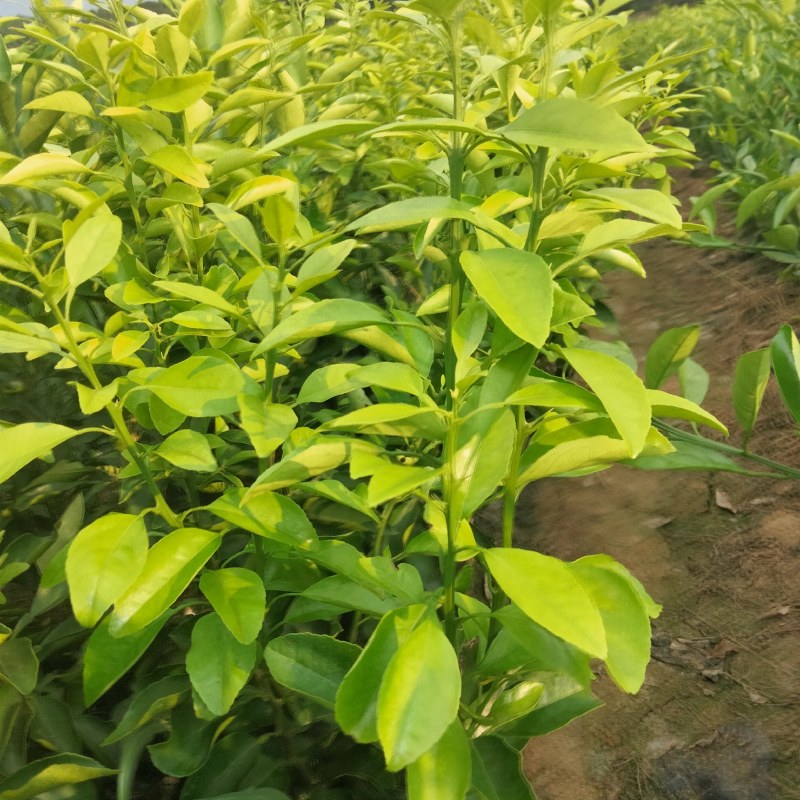 新品种爱莎(华美1号)柑橘苗，十月份成熟，可视频挖苗