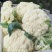 『精选』河北省邯郸市松花菜，有机菜花，散花，支持全国发货