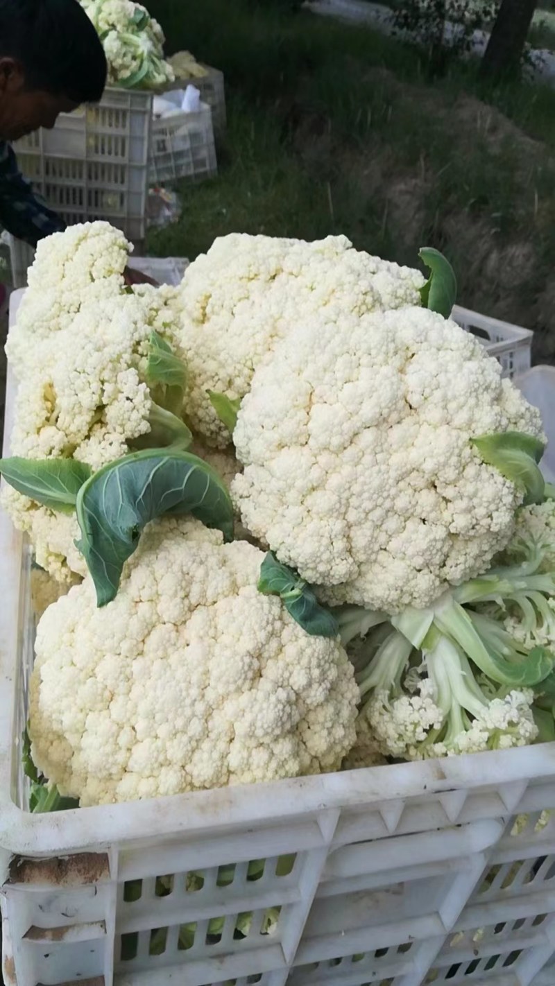 『精选』河北省邯郸市松花菜，有机菜花，散花，支持全国发货